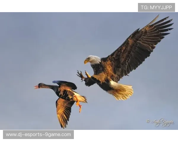 _老鹰快攻积极，场面火爆引人入胜_，老鹰集锦